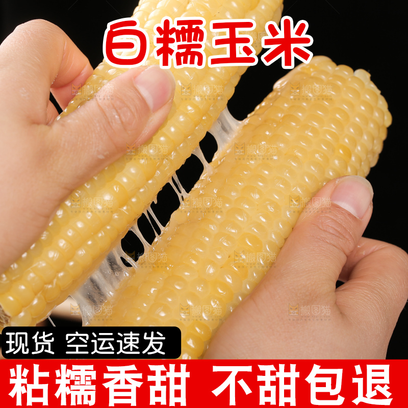 手里拿着白糯玉米