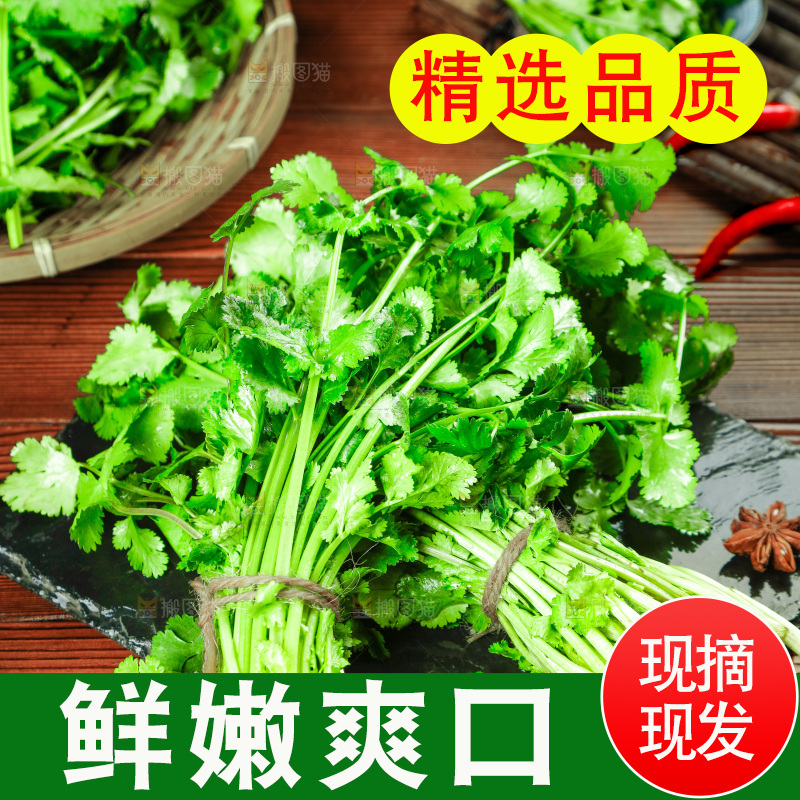 一堆四季香菜
