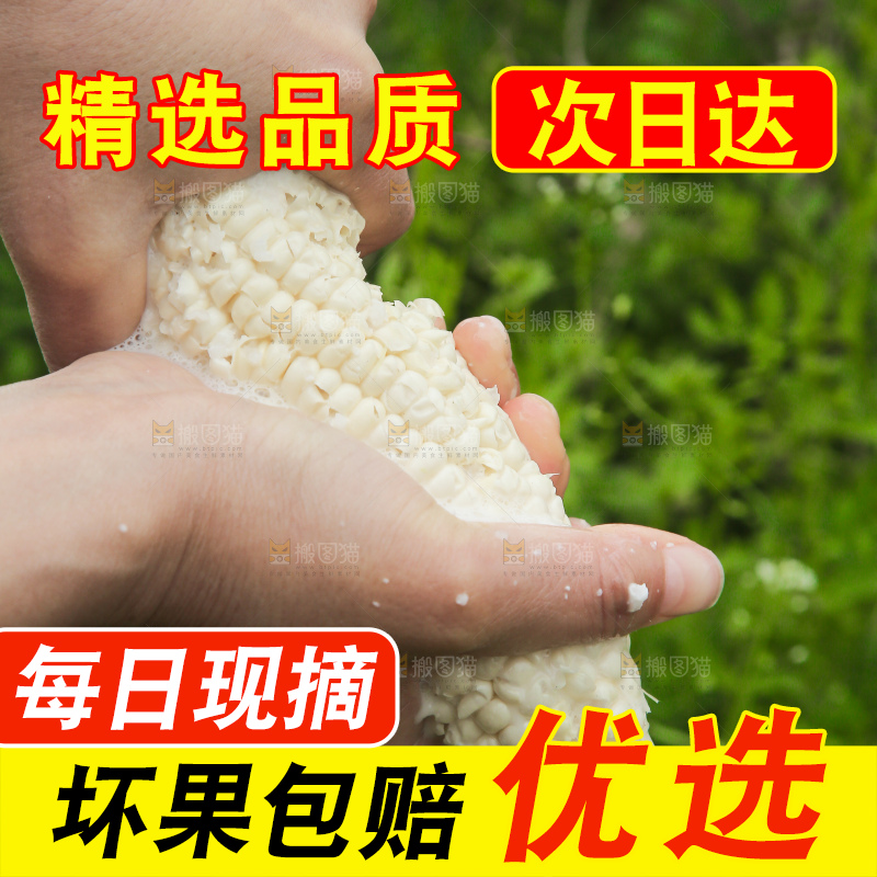 手里拿着白糯玉米棒