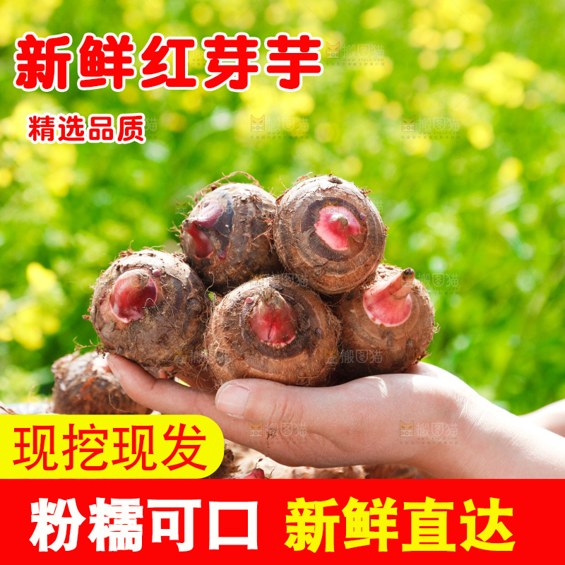 手里拿着红芽芋