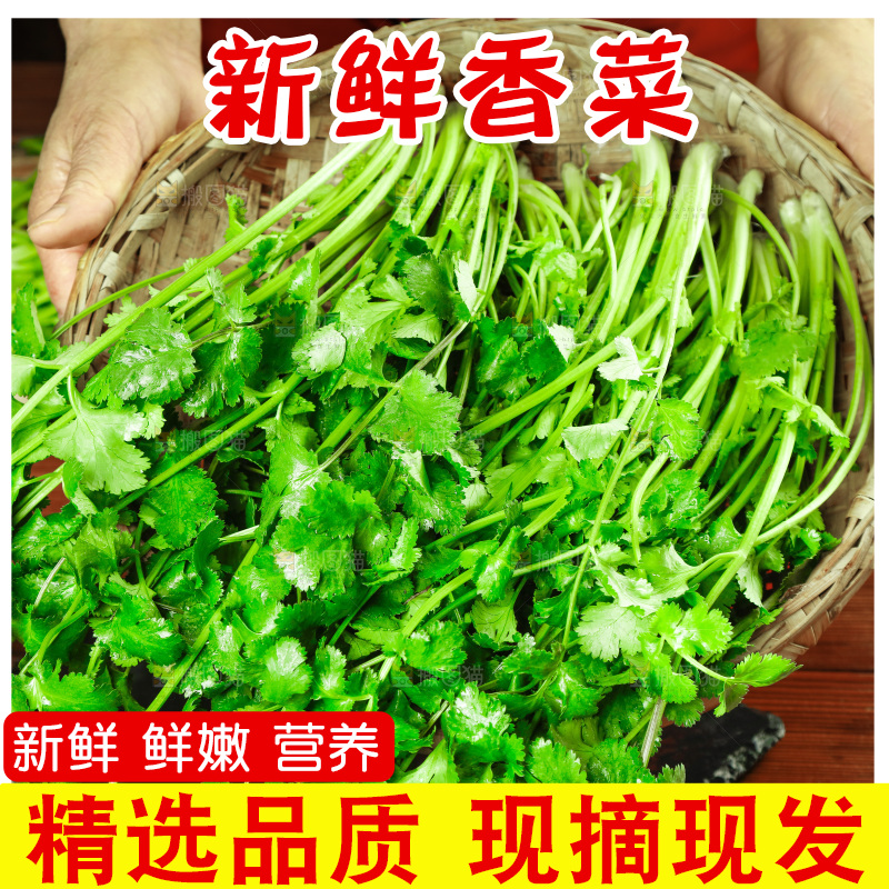 一篮新鲜香菜