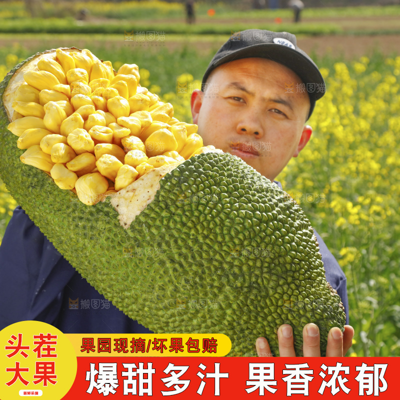 手里抱着黄肉菠萝蜜