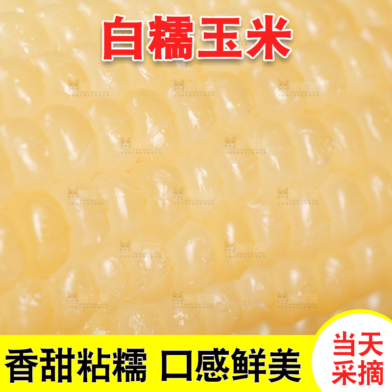 新鲜的甜糯玉米