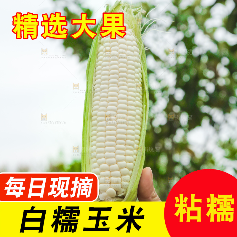 手里拿着白糯玉米