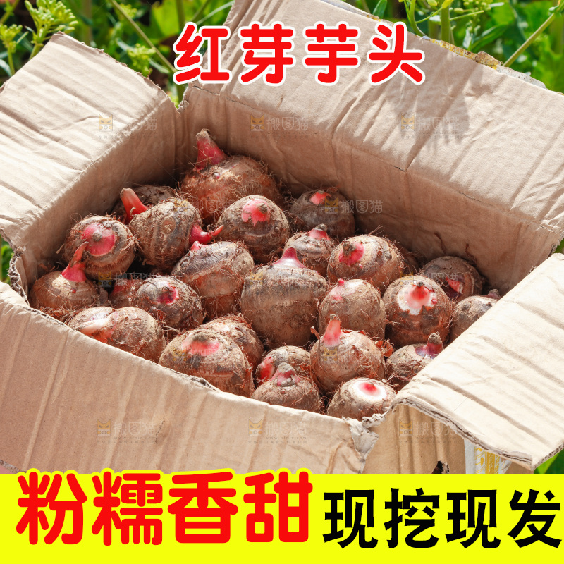 一箱广西红芽芋