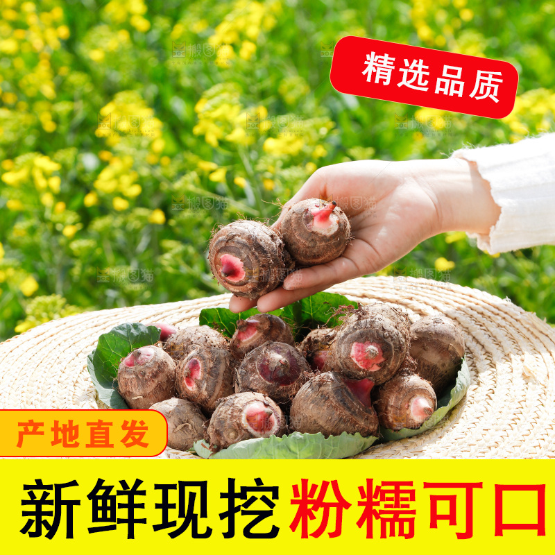 草帽里的小芋头