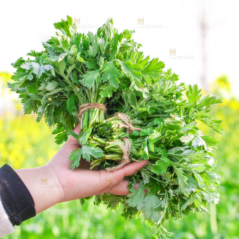 手里拿着艾草叶