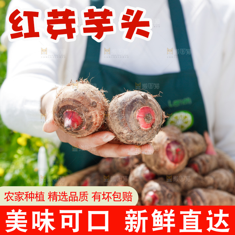 一簸箕红芽芋头