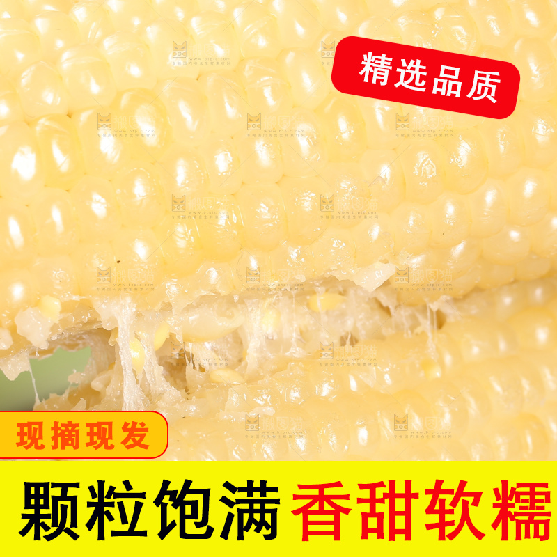 新鲜的甜糯玉米