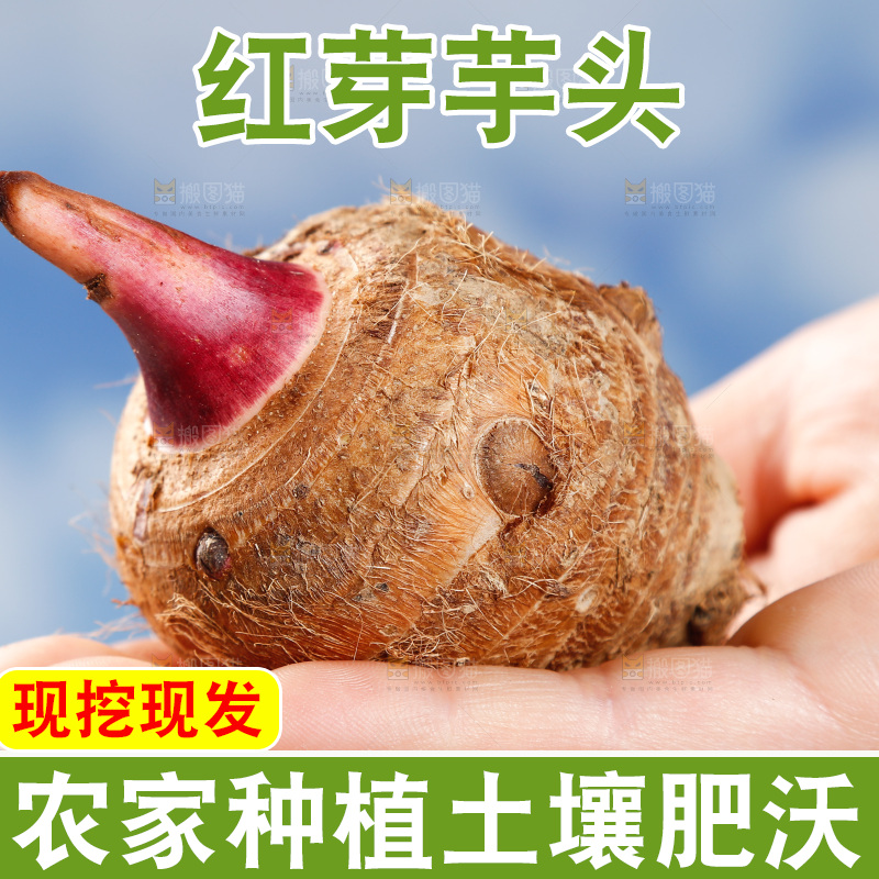手里拿着红嘴芋头