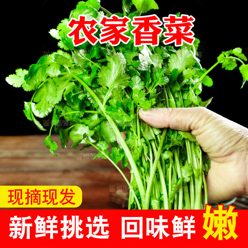 手里拿着小香菜