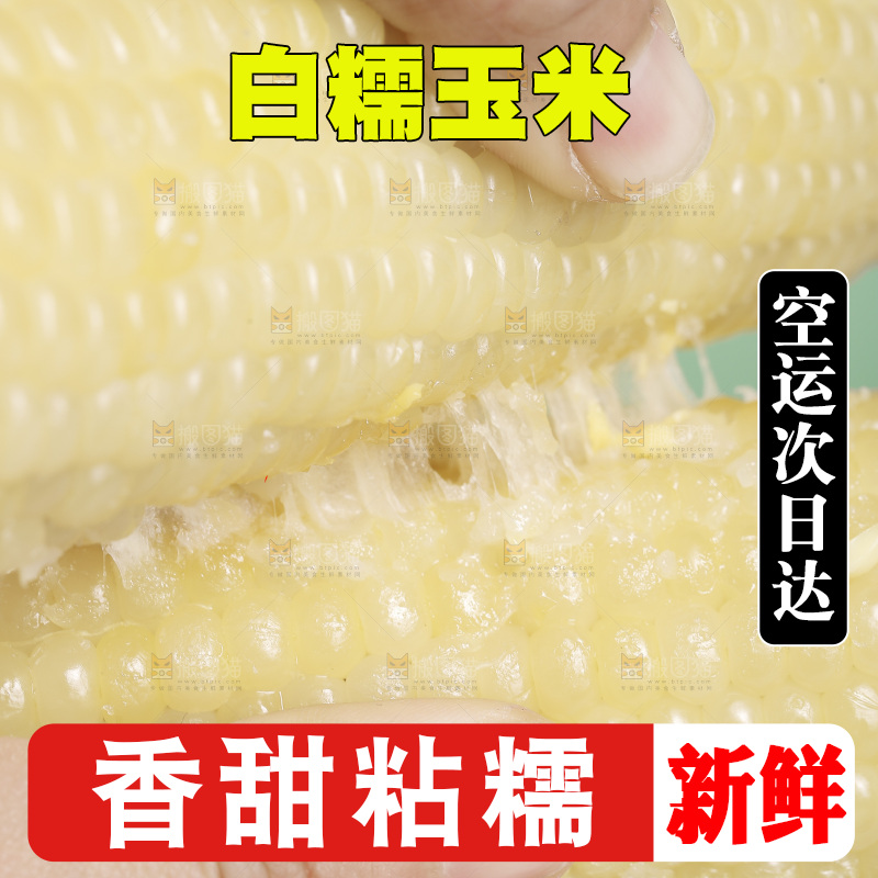 手里拿着东北白糯玉米