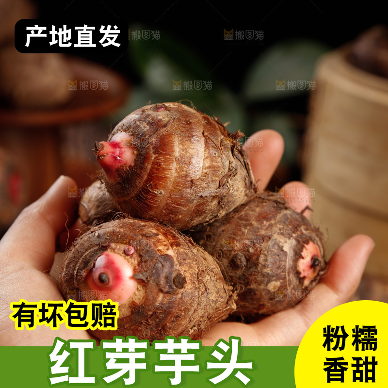 手里拿着红芽芋