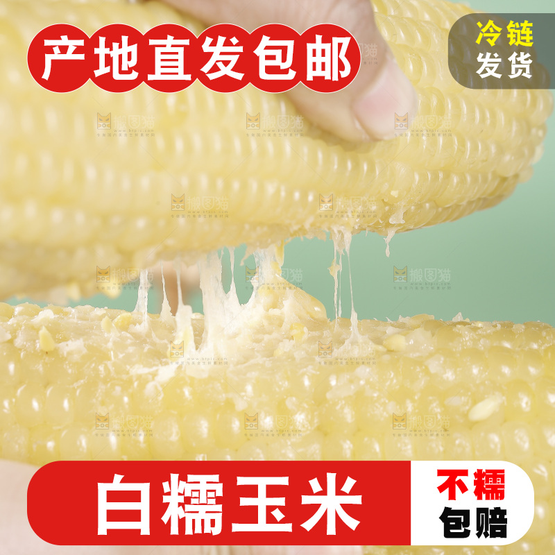 手里拿着东北白糯玉米
