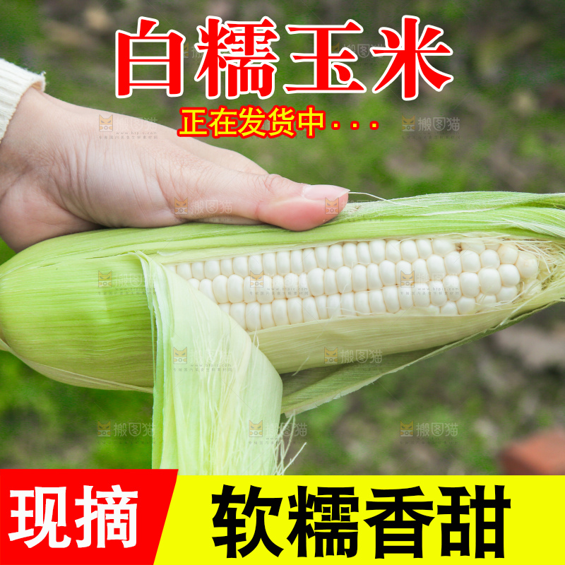 手里拿着白糯玉米棒