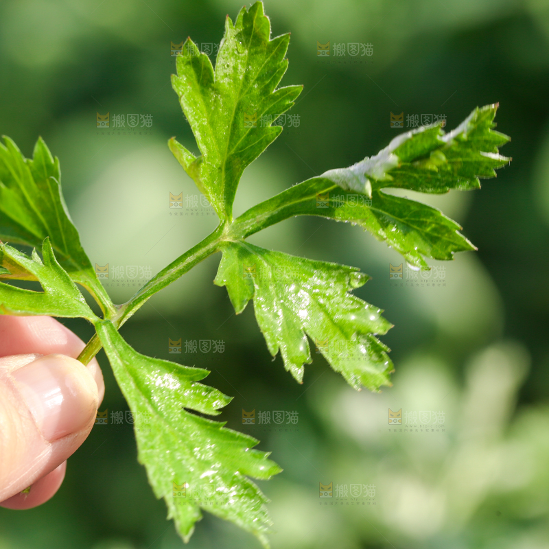 手里拿着艾草叶