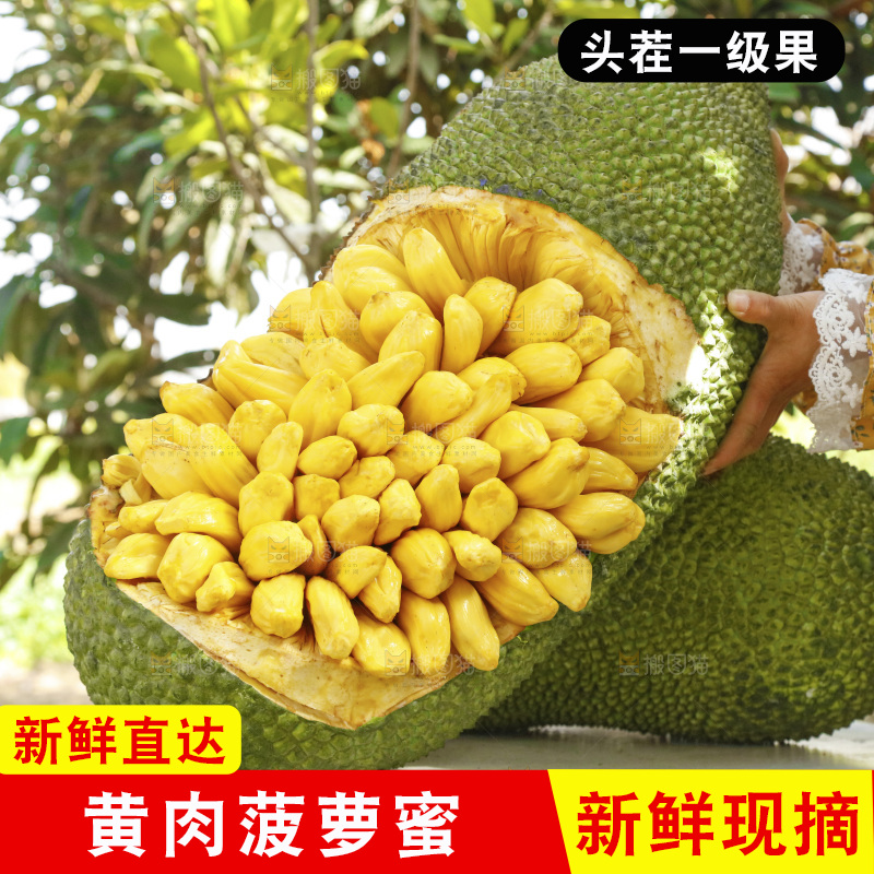 桌子上放着黄肉菠萝蜜