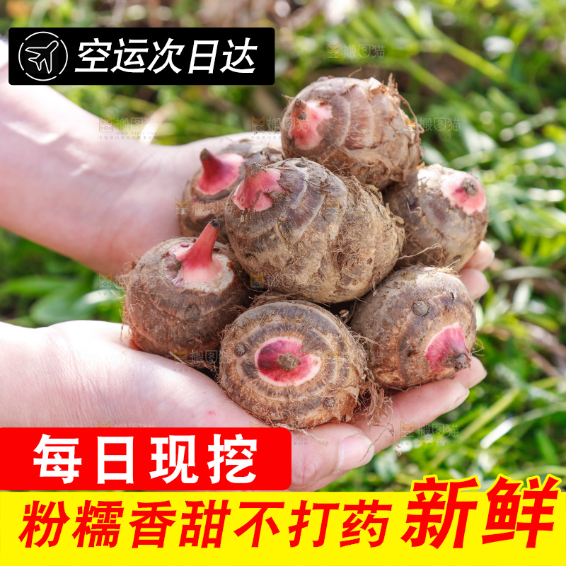 手里捧着红嘴芋头
