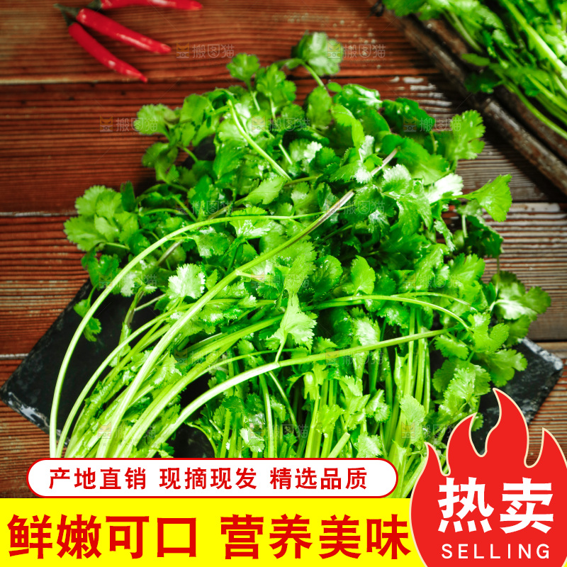 一堆四季香菜