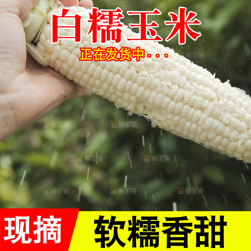 手里拿着白糯玉米棒