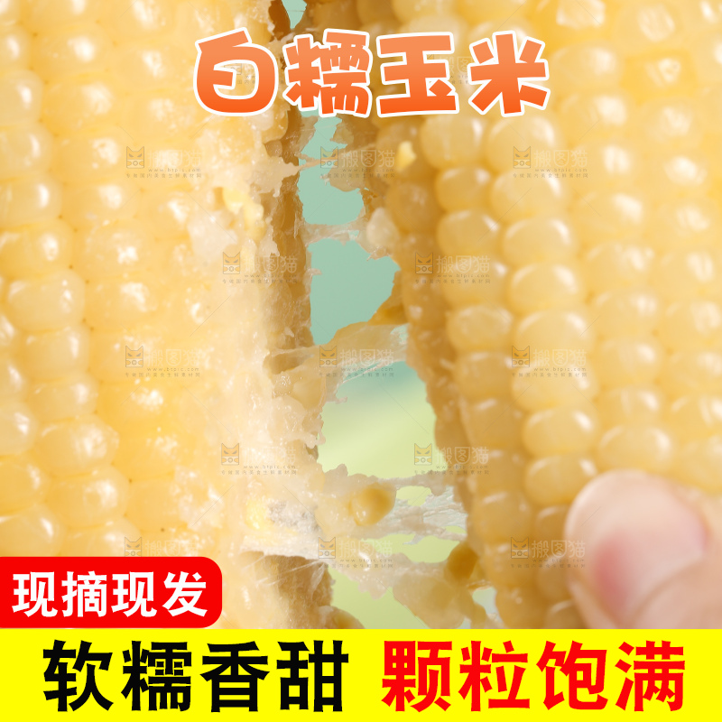 手里拿着白糯玉米棒