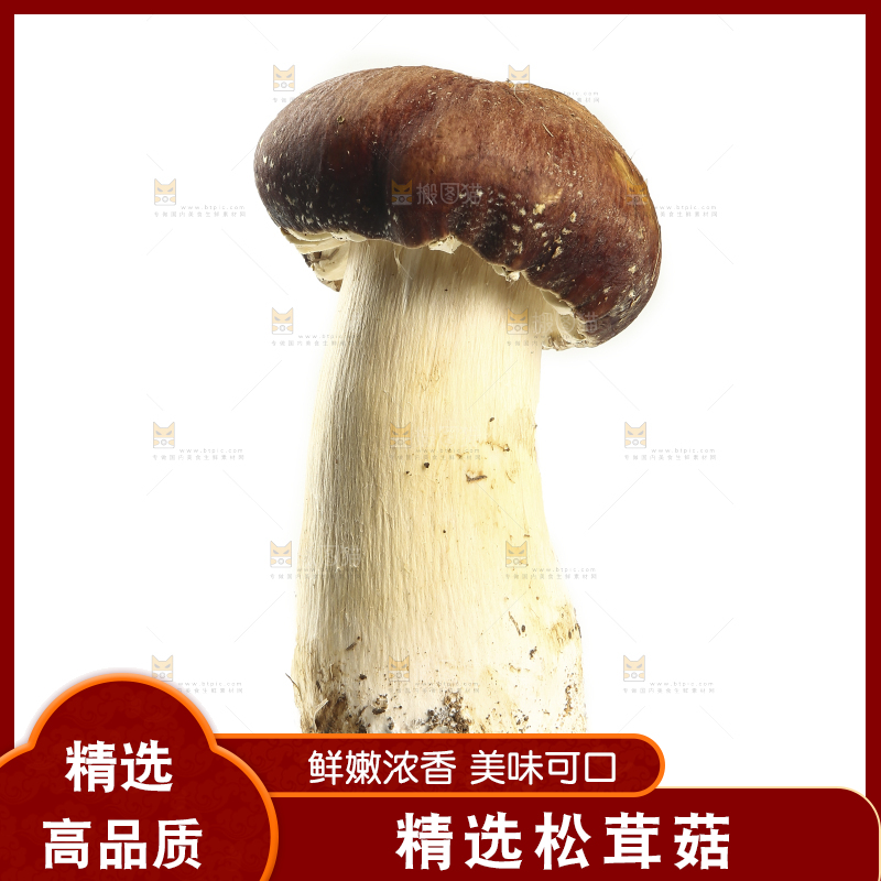白底上放着松茸菇