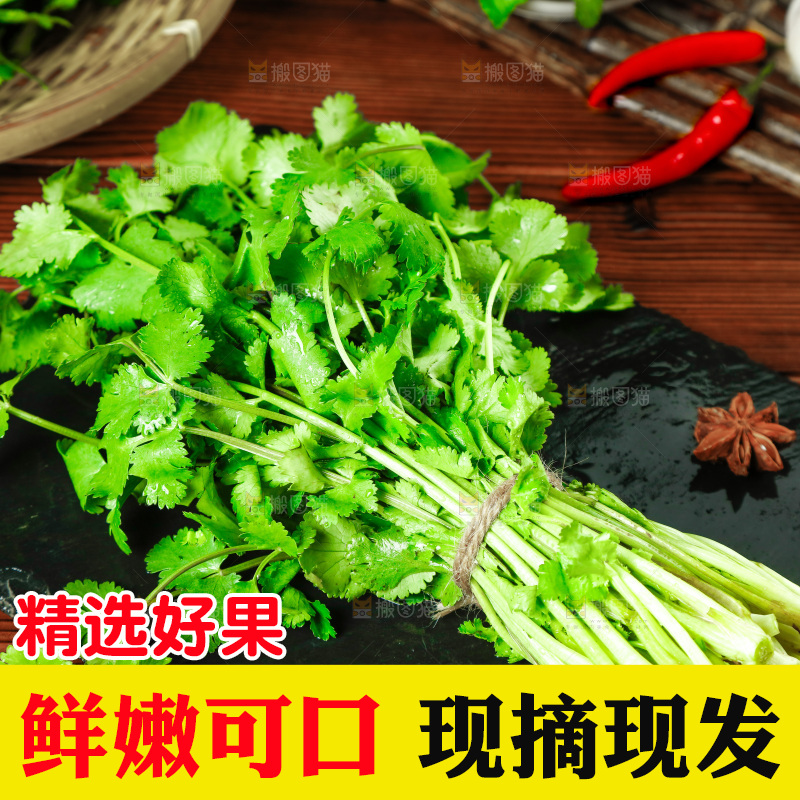 一堆四季香菜