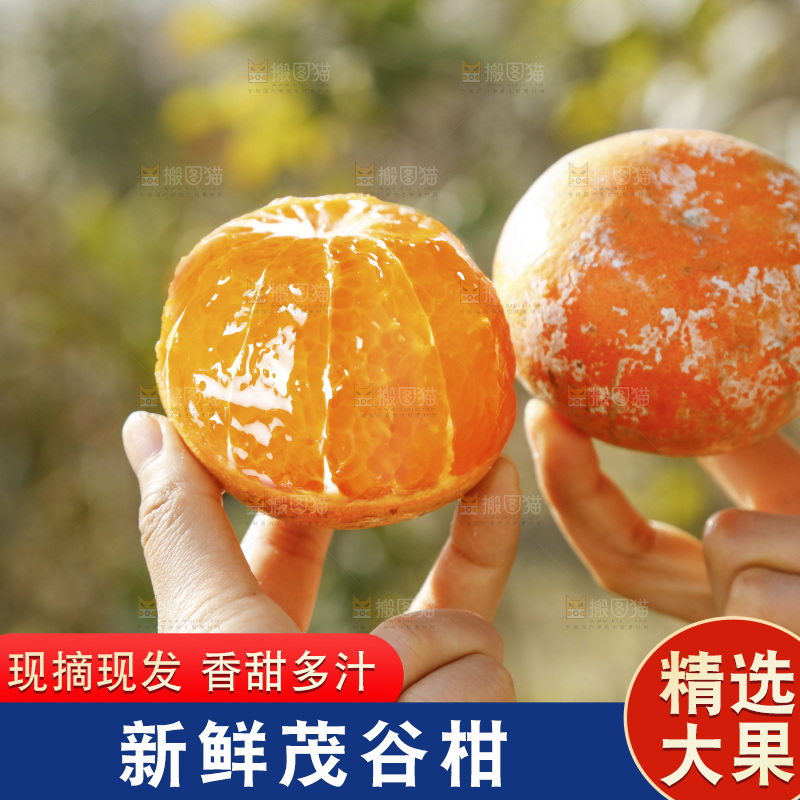 手里拿着脏脏柑