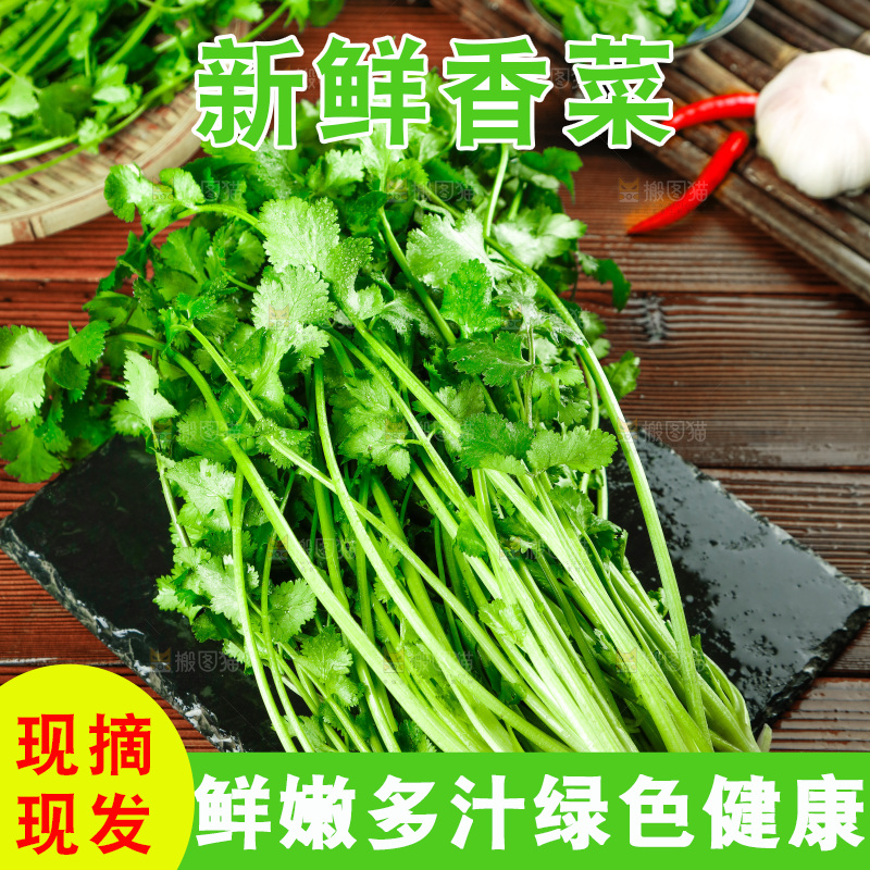 一堆四季香菜