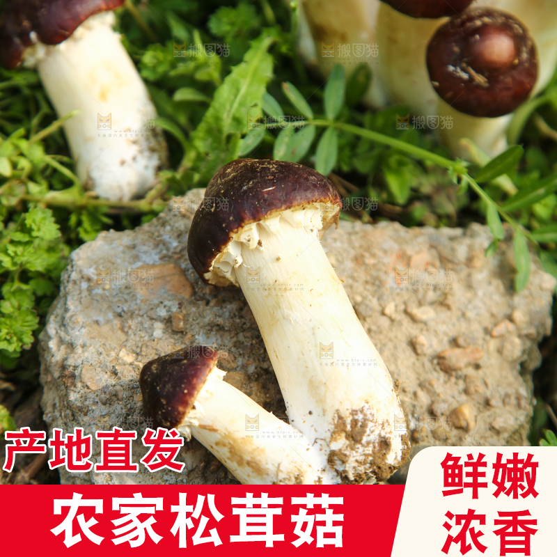 新鲜的松茸菇