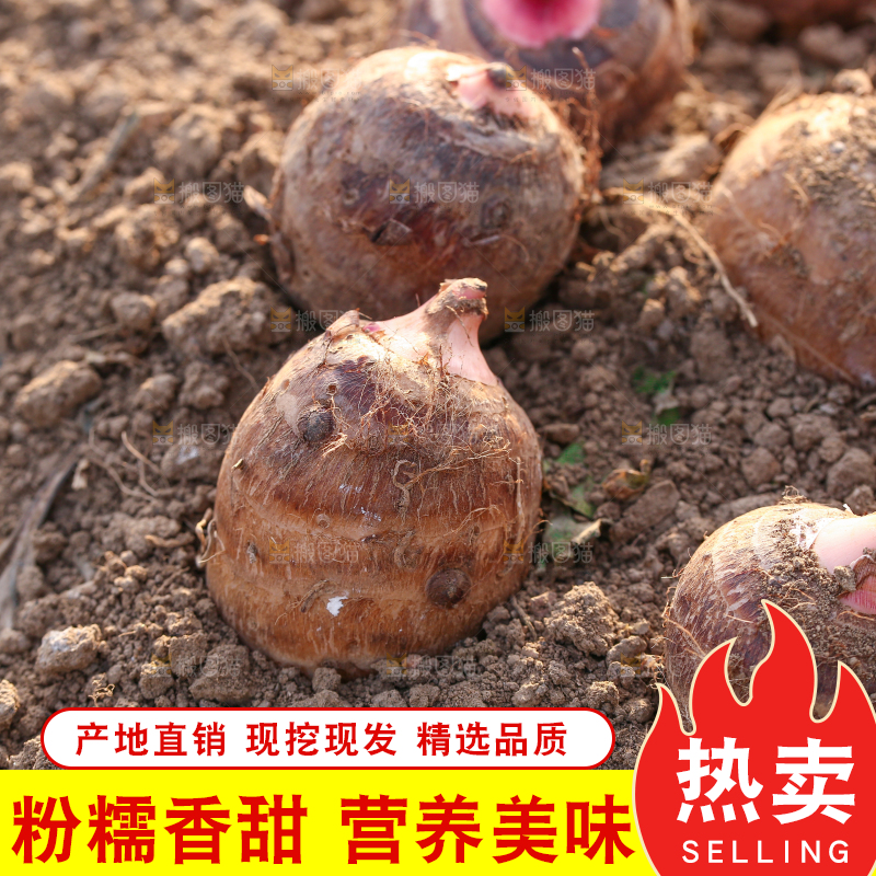 新鲜的红芽芋头