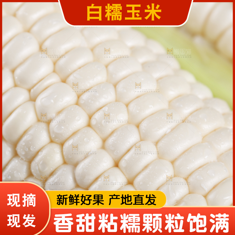 新鲜的白糯玉米棒
