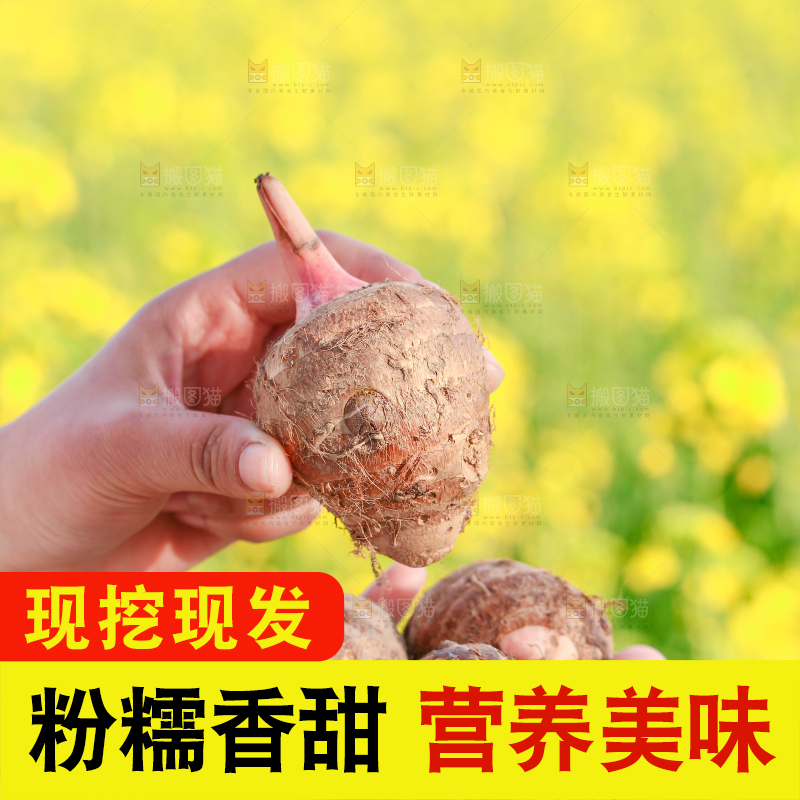 手里拿着新鲜红芽芋