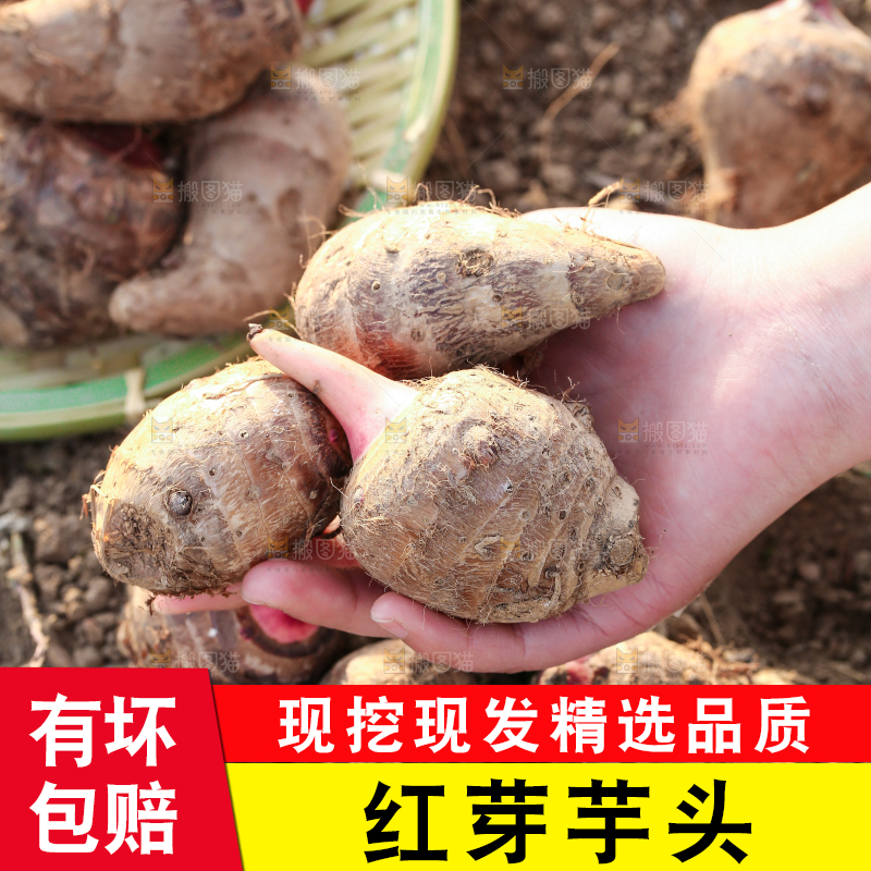 手里拿着新鲜红芽芋