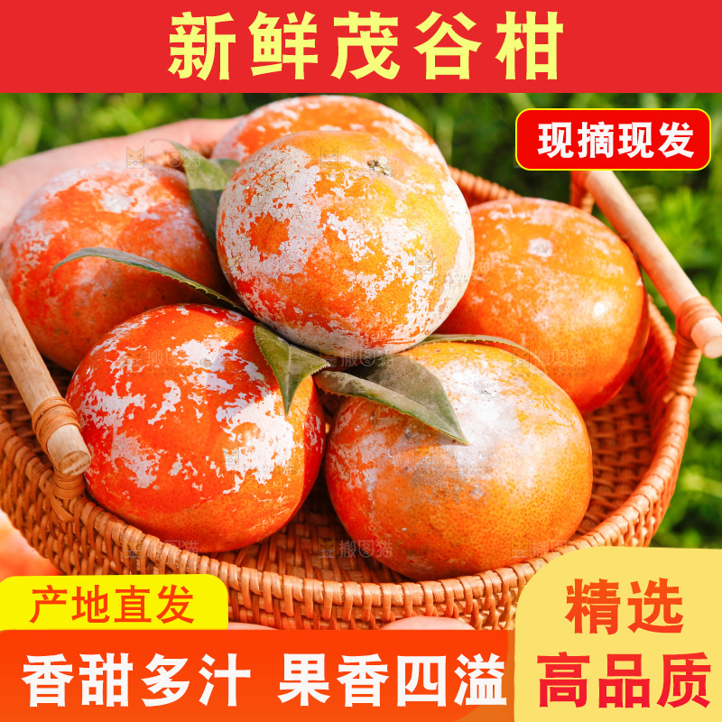 一篮新鲜茂谷柑