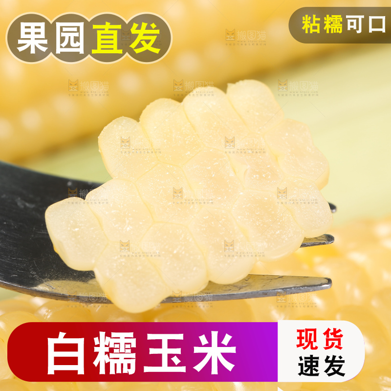 新鲜的甜糯玉米
