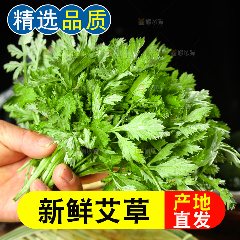 手里拿着艾蒿草