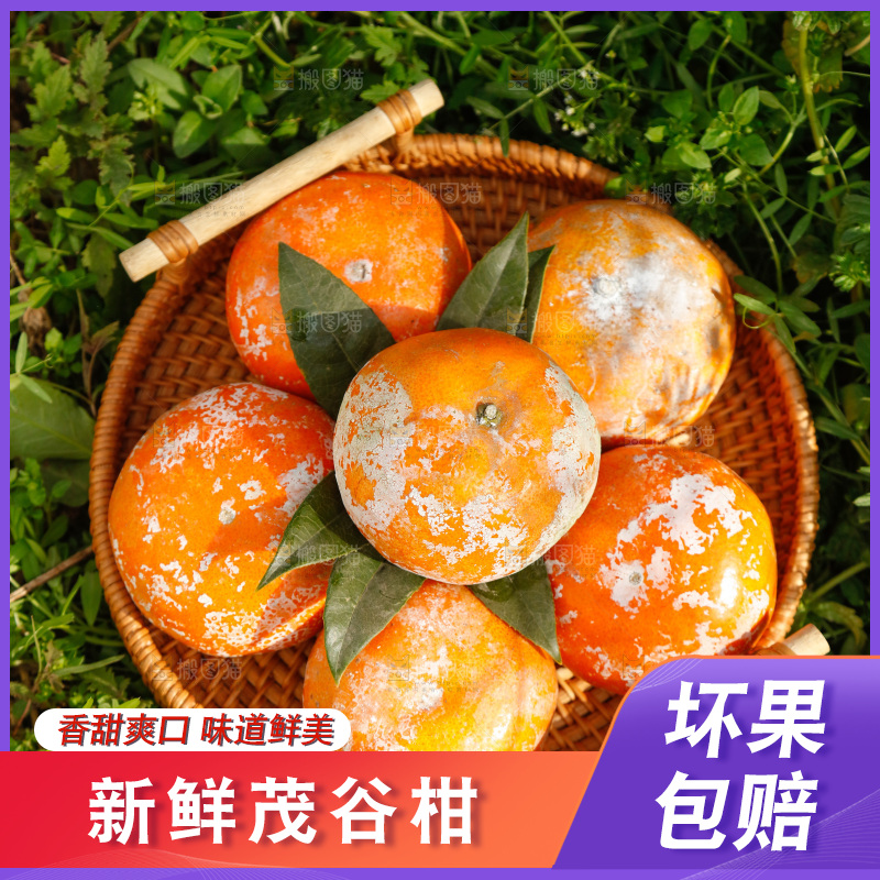 一篮新鲜茂谷柑
