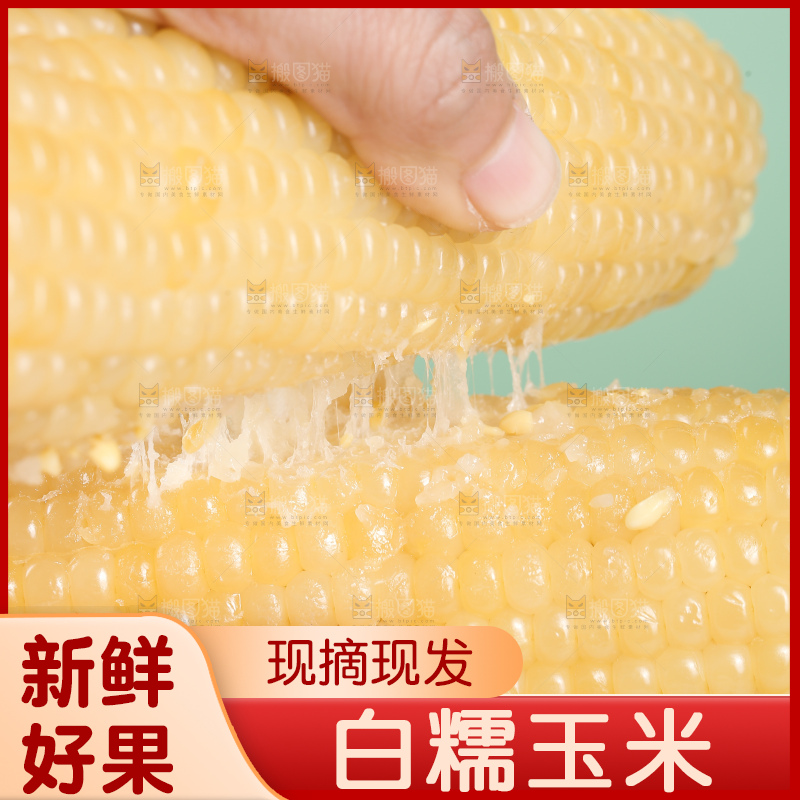 手里拿着白糯玉米