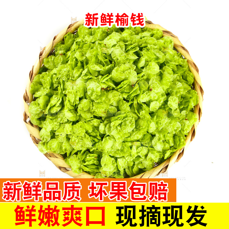 一篮野生榆钱