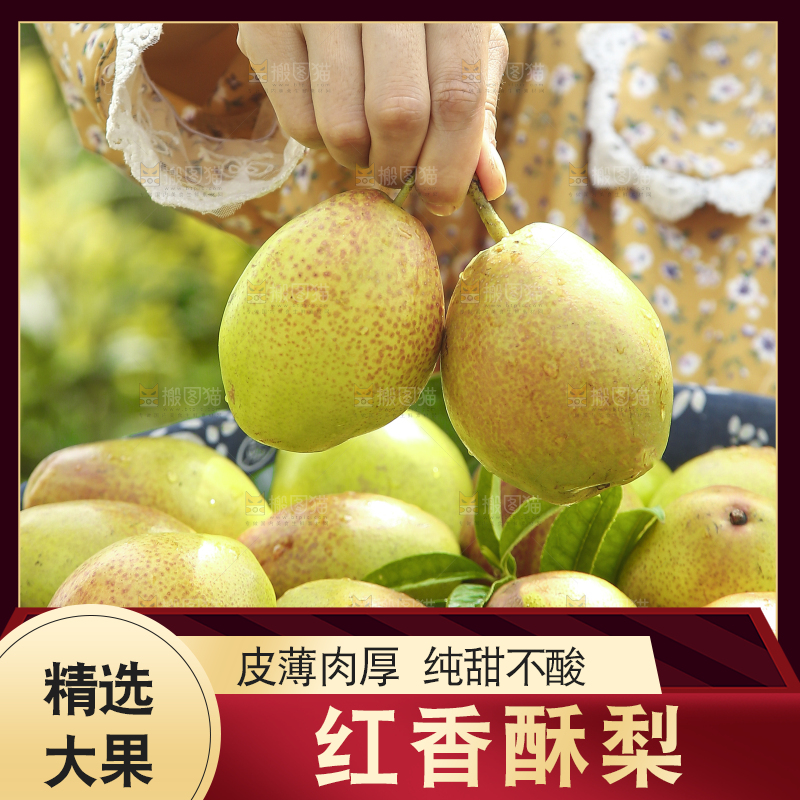 手拿着红酥梨