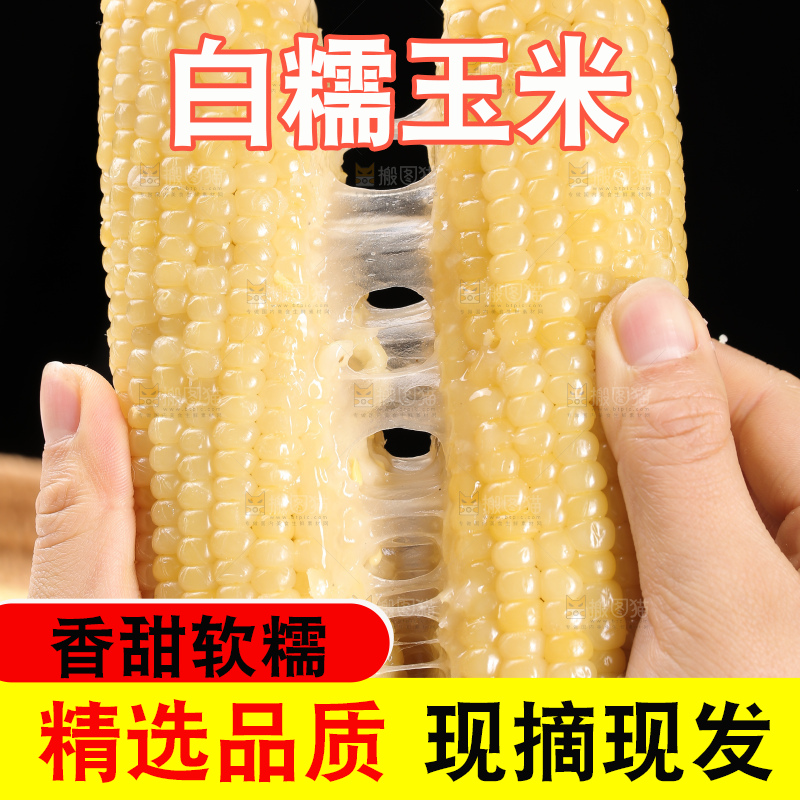 手里拿着白糯玉米棒