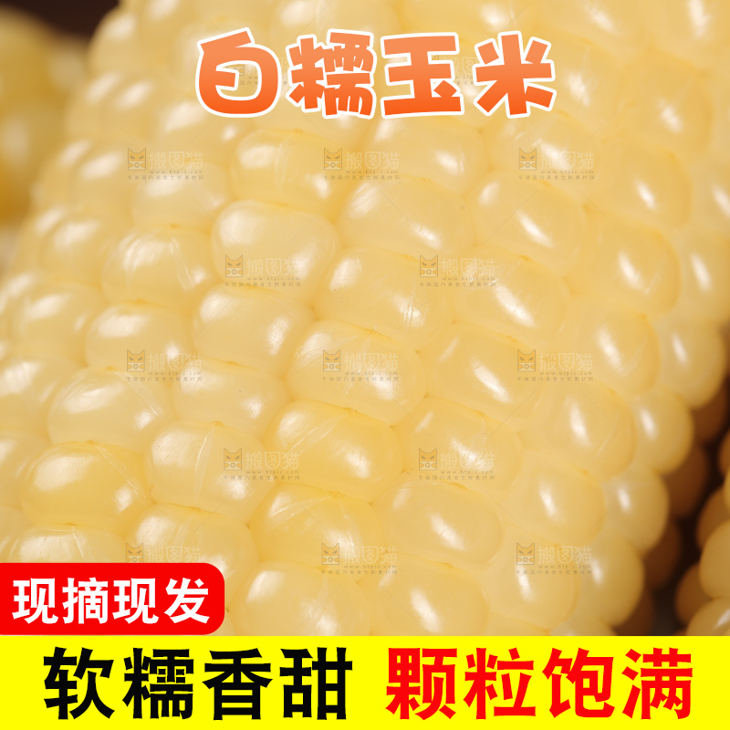 新鲜的白糯玉米