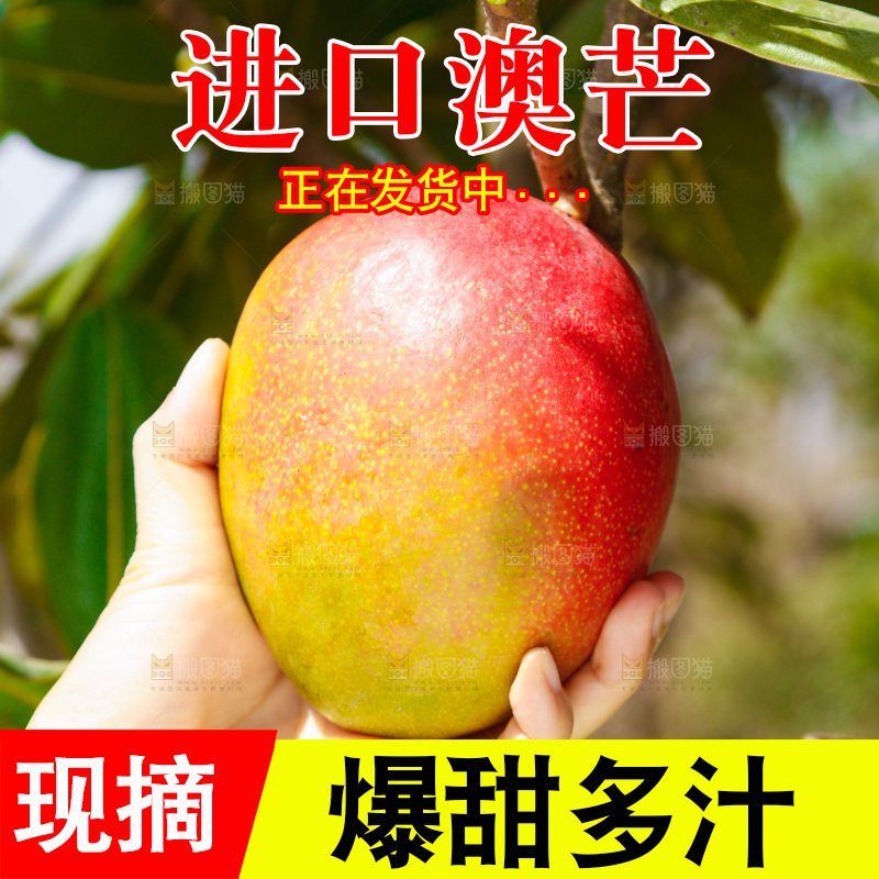 新鲜采摘澳芒