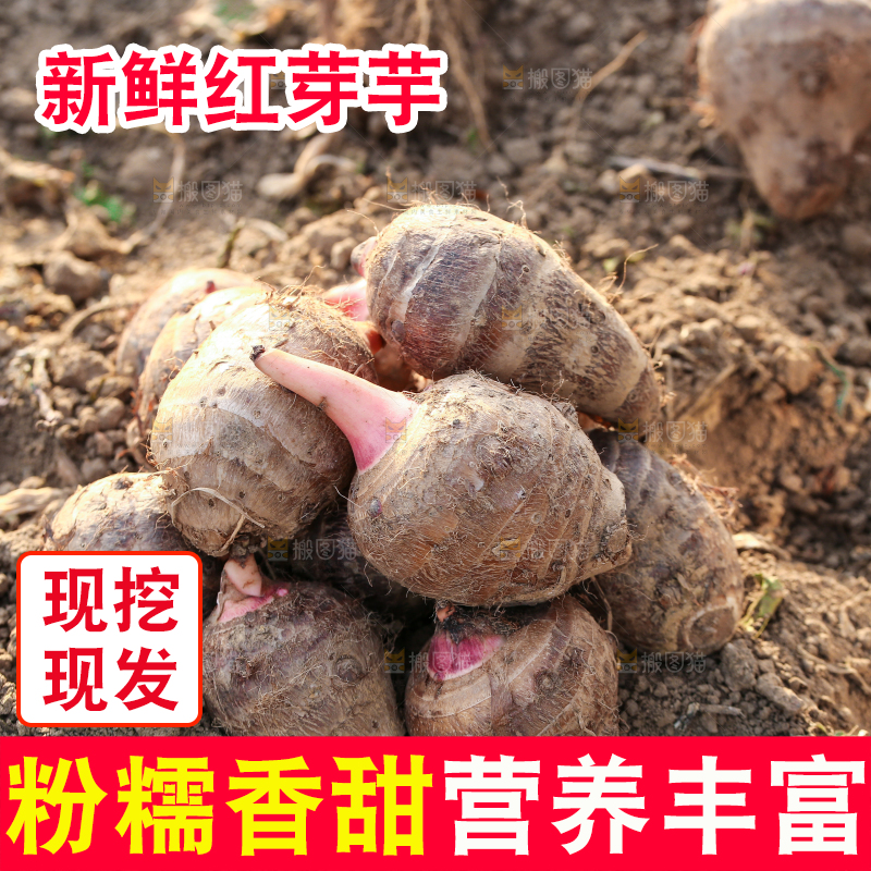 新鲜的红芽芋头