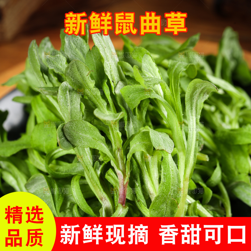 一盘野生鼠曲草