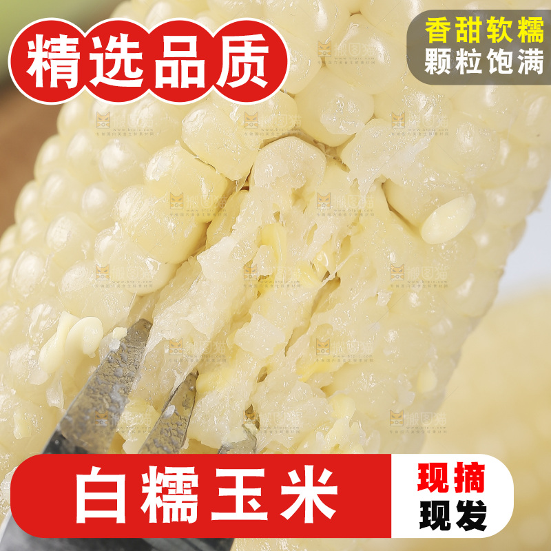 新鲜白糯玉米