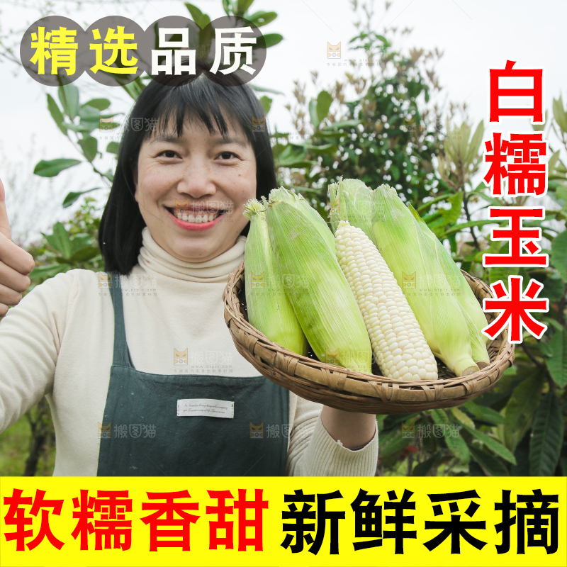 一篮新鲜白糯玉米