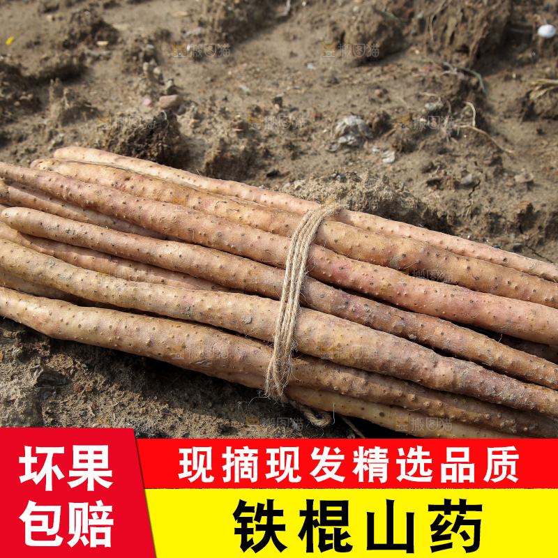 一捆铁棍山药