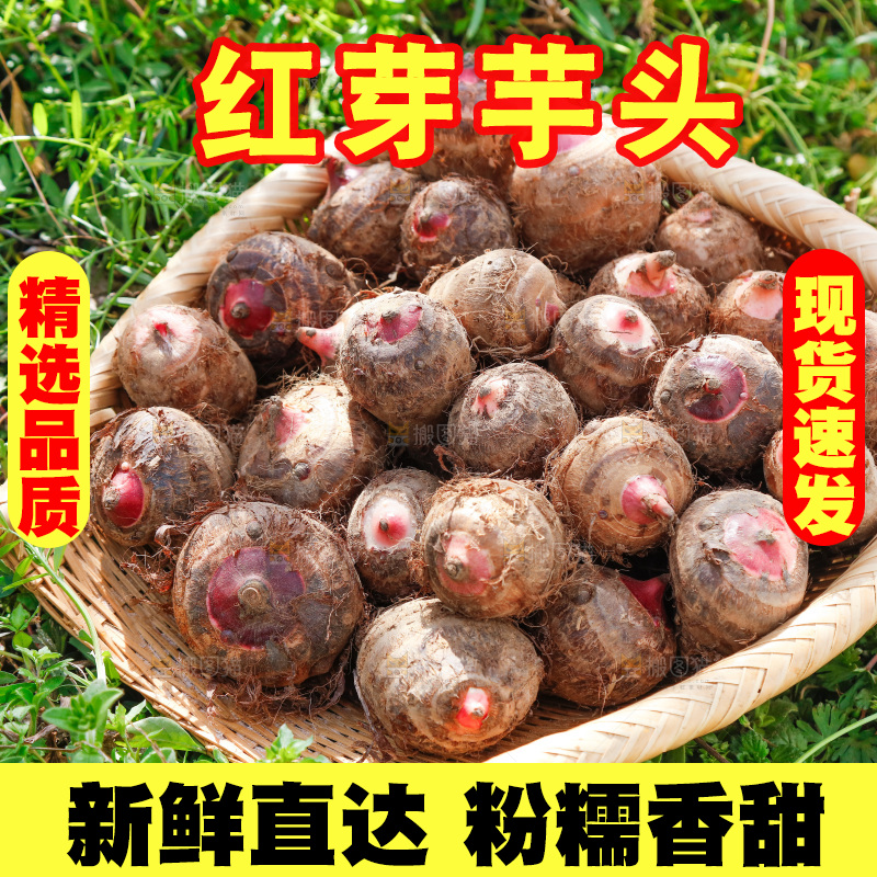 一簸箕红芽芋头